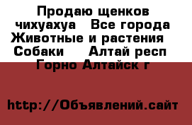 Продаю щенков чихуахуа - Все города Животные и растения » Собаки   . Алтай респ.,Горно-Алтайск г.